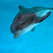 Dolphin Tale - galeria zdjęć - filmweb