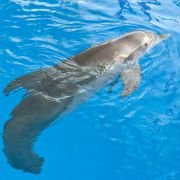 Dolphin Tale - galeria zdjęć - filmweb