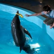 Dolphin Tale - galeria zdjęć - filmweb