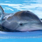 Dolphin Tale - galeria zdjęć - filmweb