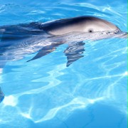 Dolphin Tale - galeria zdjęć - filmweb