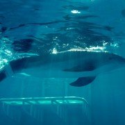 Dolphin Tale - galeria zdjęć - filmweb