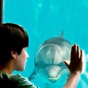 Dolphin Tale - galeria zdjęć - filmweb