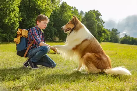 Lassie, wróć - galeria zdjęć - filmweb