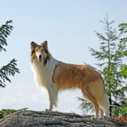Lassie, wróć - galeria zdjęć - filmweb