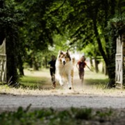 Lassie, wróć - galeria zdjęć - filmweb