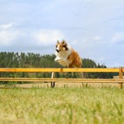 Lassie, wróć - galeria zdjęć - filmweb