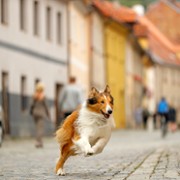 Lassie - Eine abenteuerliche Reise - galeria zdjęć - filmweb