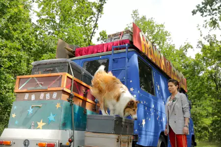 Lassie, wróć! - galeria zdjęć - filmweb