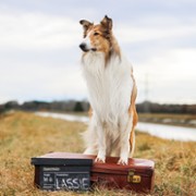 Lassie - Eine abenteuerliche Reise - galeria zdjęć - filmweb