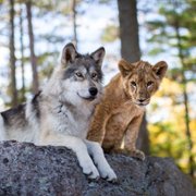 Le loup et le lion - galeria zdjęć - filmweb