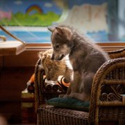 Le loup et le lion - galeria zdjęć - filmweb