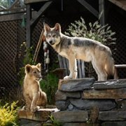 Le loup et le lion - galeria zdjęć - filmweb
