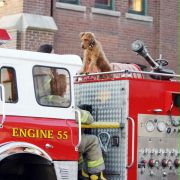 Strażacki pies - galeria zdjęć - filmweb