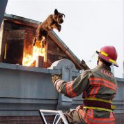 Firehouse Dog - galeria zdjęć - filmweb