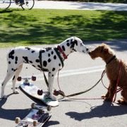 Firehouse Dog - galeria zdjęć - filmweb