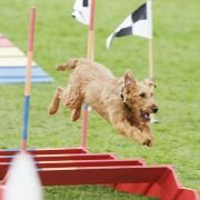 Firehouse Dog - galeria zdjęć - filmweb