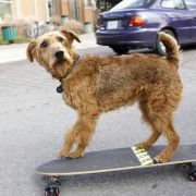 Firehouse Dog - galeria zdjęć - filmweb