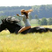 Wicher - galeria zdjęć - filmweb