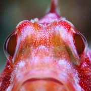 Puff: Wonders of the Reef - galeria zdjęć - filmweb