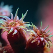Z rozdymką przez rafę koralową - galeria zdjęć - filmweb
