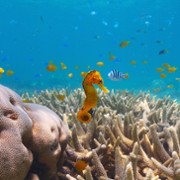 Z rozdymką przez rafę koralową - galeria zdjęć - filmweb