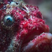 Z rozdymką przez rafę koralową - galeria zdjęć - filmweb