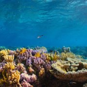 Puff: Wonders of the Reef - galeria zdjęć - filmweb