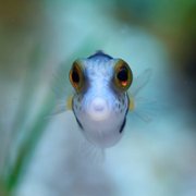 Puff: Wonders of the Reef - galeria zdjęć - filmweb