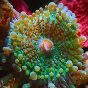 Puff: Wonders of the Reef - galeria zdjęć - filmweb