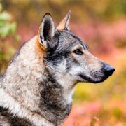 Ailo: Une odyssée en Laponie - galeria zdjęć - filmweb