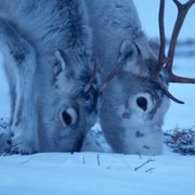 Ailo: Une odyssée en Laponie - galeria zdjęć - filmweb