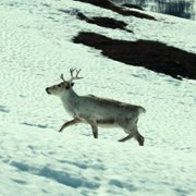 Ailo: Une odyssée en Laponie - galeria zdjęć - filmweb