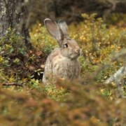 Ailo: Une odyssée en Laponie - galeria zdjęć - filmweb
