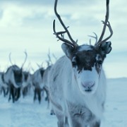Ailo: Une odyssée en Laponie - galeria zdjęć - filmweb