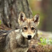 Ailo: Une odyssée en Laponie - galeria zdjęć - filmweb