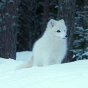 Ailo: Une odyssée en Laponie - galeria zdjęć - filmweb