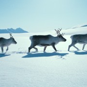 Ailo: Une odyssée en Laponie - galeria zdjęć - filmweb