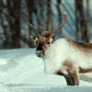 Ailo: Une odyssée en Laponie - galeria zdjęć - filmweb