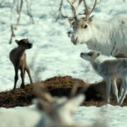 Ailo: Une odyssée en Laponie - galeria zdjęć - filmweb