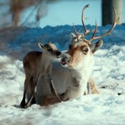 Ailo: Une odyssée en Laponie - galeria zdjęć - filmweb