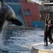 Rust and Bone - galeria zdjęć - filmweb