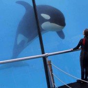 Rust and Bone - galeria zdjęć - filmweb