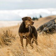 A Dog's Way Home - galeria zdjęć - filmweb