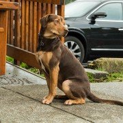 A Dog's Way Home - galeria zdjęć - filmweb