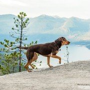 A Dog's Way Home - galeria zdjęć - filmweb