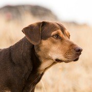 A Dog's Way Home - galeria zdjęć - filmweb