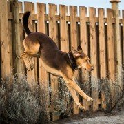 A Dog's Way Home - galeria zdjęć - filmweb