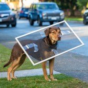 A Dog's Way Home - galeria zdjęć - filmweb