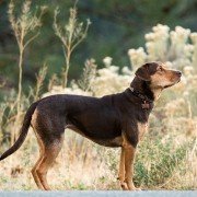 A Dog's Way Home - galeria zdjęć - filmweb